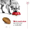 rc-shn-maxiadult-pork-cv-3-fr-fr-pdf.webp