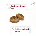 rc-shn-maxiadult-pork-cv-2-fr-fr-pdf.webp