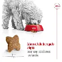 rc-shn-miniadult-pork-cv-3-fr-fr-pdf.webp