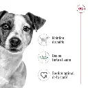 rc-shn-miniadult-pork-cv-1-fr-fr-pdf.webp