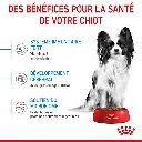 rc-spt-dry-xsmallpuppy-cv-3-fr-fr.webp