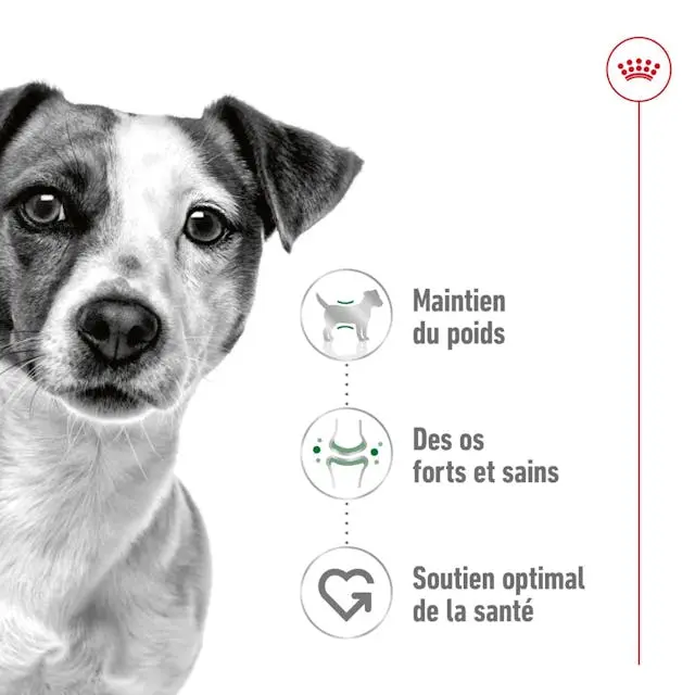 rc-shn-miniadult-pork-cv-1-fr-fr-pdf.webp
