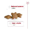 rc-shn-miniadult-pork-cv-2-fr-fr-pdf.webp