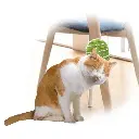 AFP_Lifestyle_4_Pet-2_In_1_Groomer._1800x1800.webp