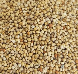 Millets pour oiseau en Vrac ( 500G-1Kg-2Kg-5kg ) (1kg)